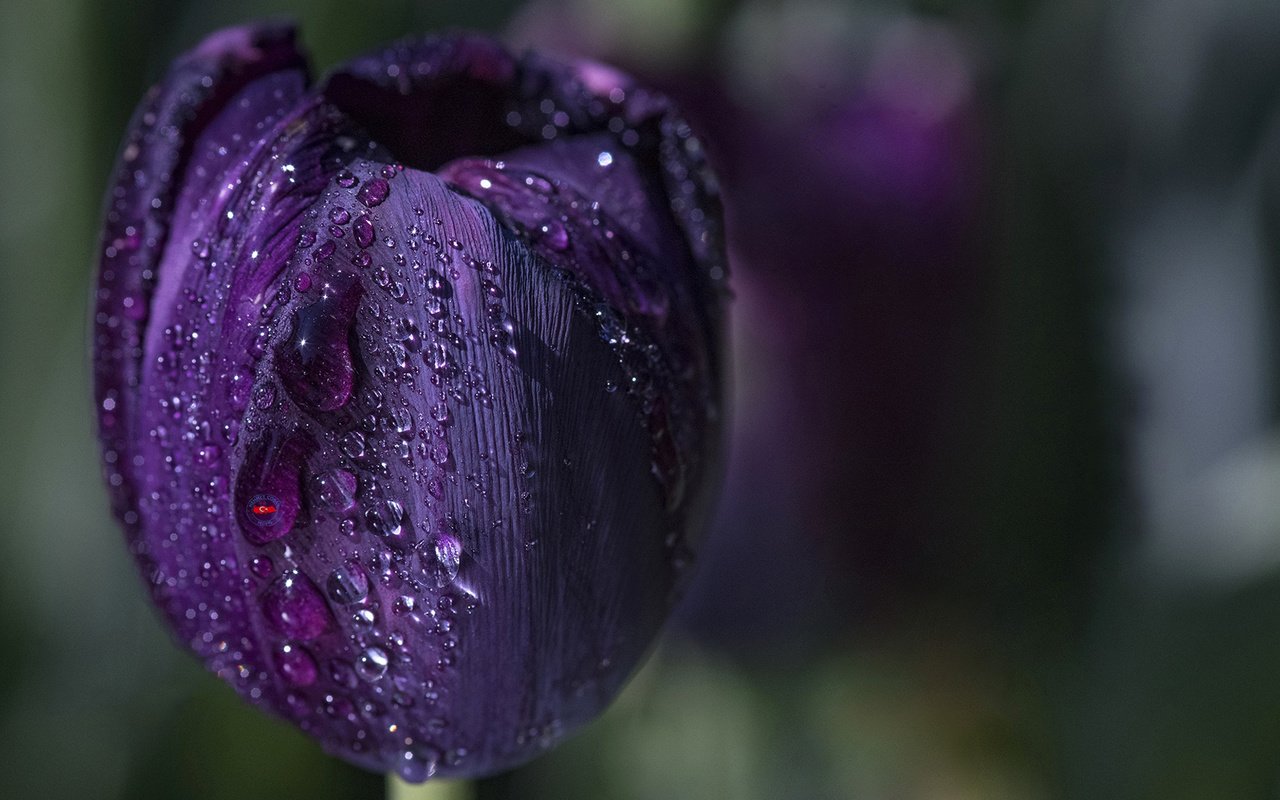 Обои вода, макро, цветок, капли, фиолетовый, весна, тюльпан, water, macro, flower, drops, purple, spring, tulip разрешение 1920x1200 Загрузить