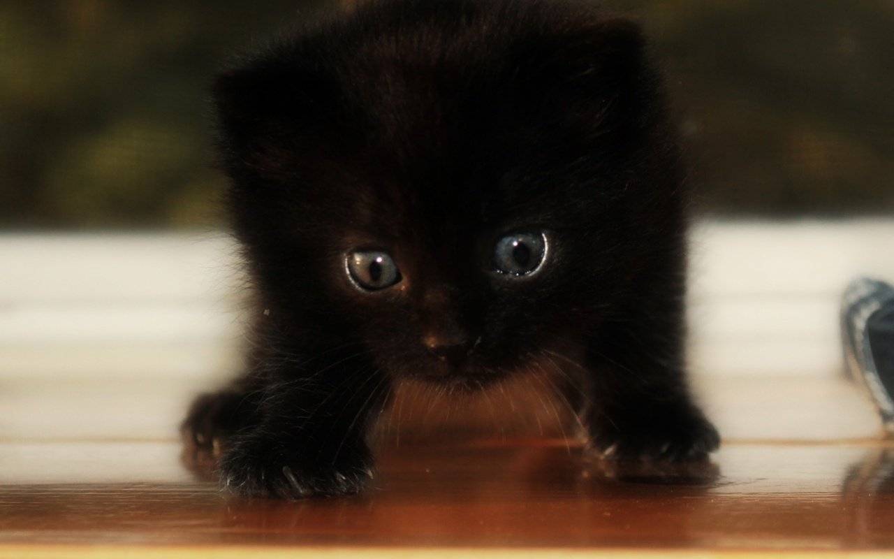 Обои глаза, кот, мордочка, кошка, взгляд, котенок, черный, eyes, cat, muzzle, look, kitty, black разрешение 2880x1800 Загрузить