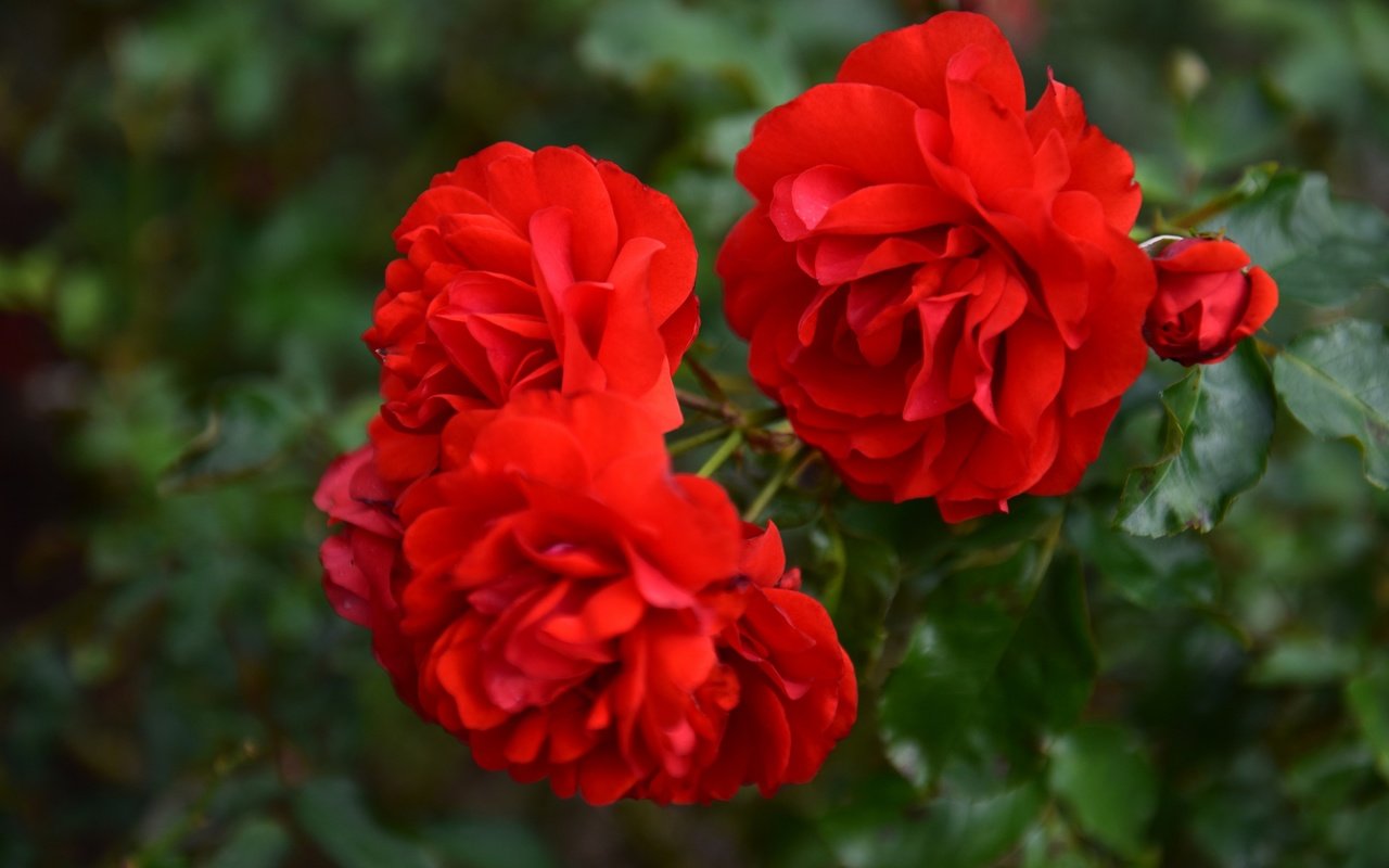 Обои цветы, ветка, листья, макро, розы, красные розы, flowers, branch, leaves, macro, roses, red roses разрешение 2880x1800 Загрузить