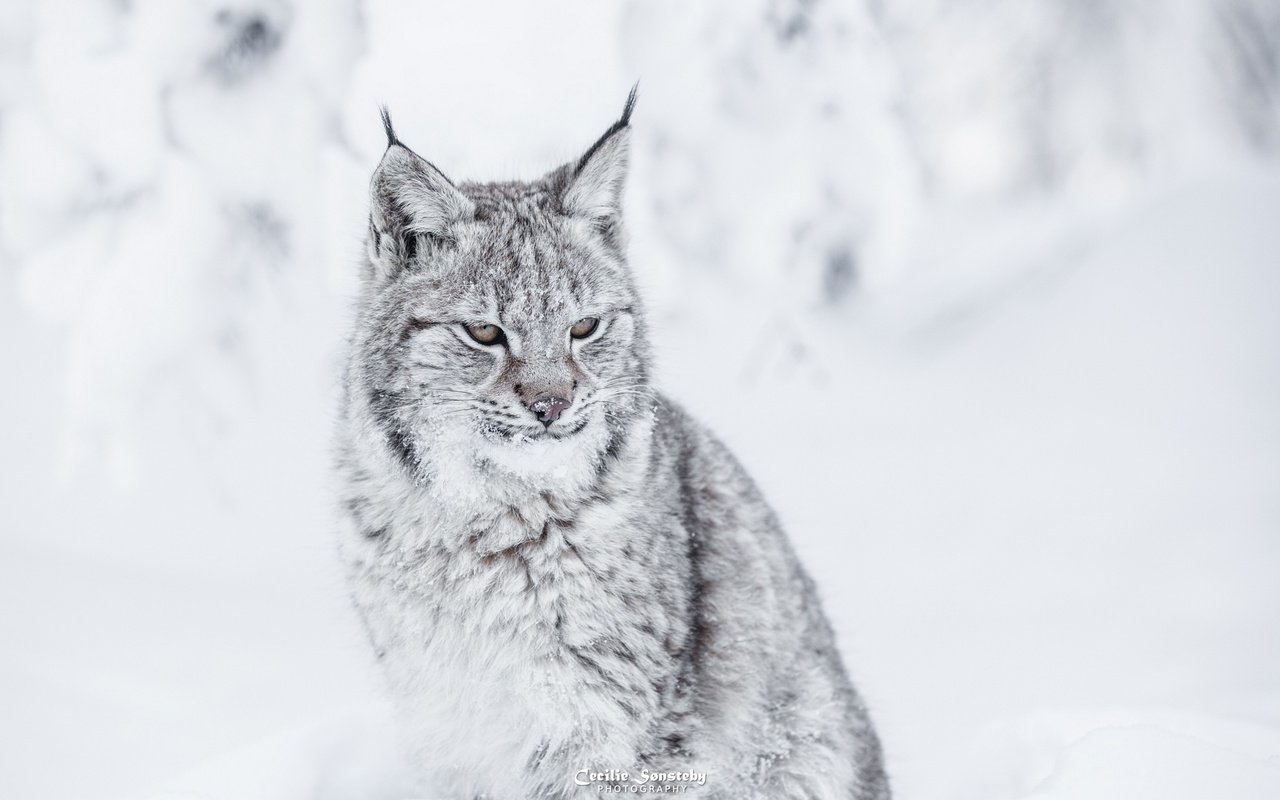 Обои зима, рысь, хищник, большая кошка, winter, lynx, predator, big cat разрешение 2880x1800 Загрузить