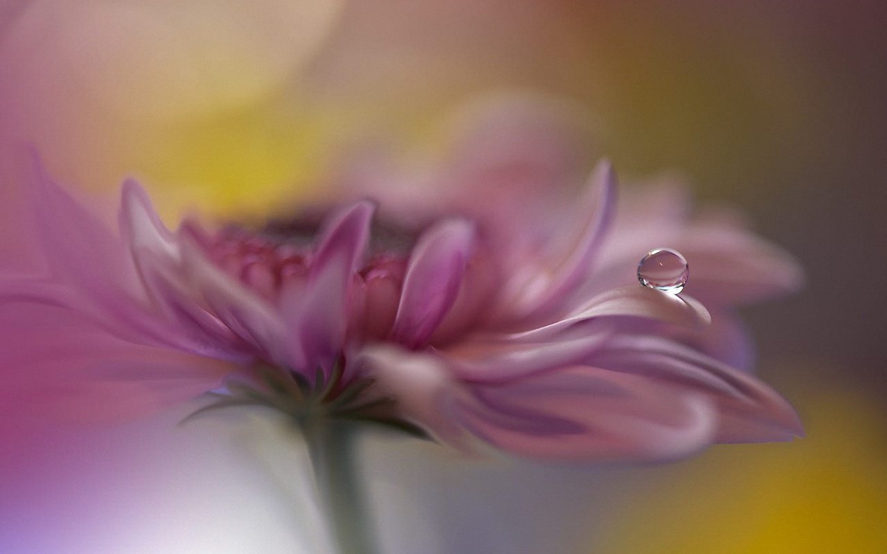 Обои цветок, роса, капля, лепестки, хризантема, juliana nan, flower, rosa, drop, petals, chrysanthemum разрешение 1920x1282 Загрузить