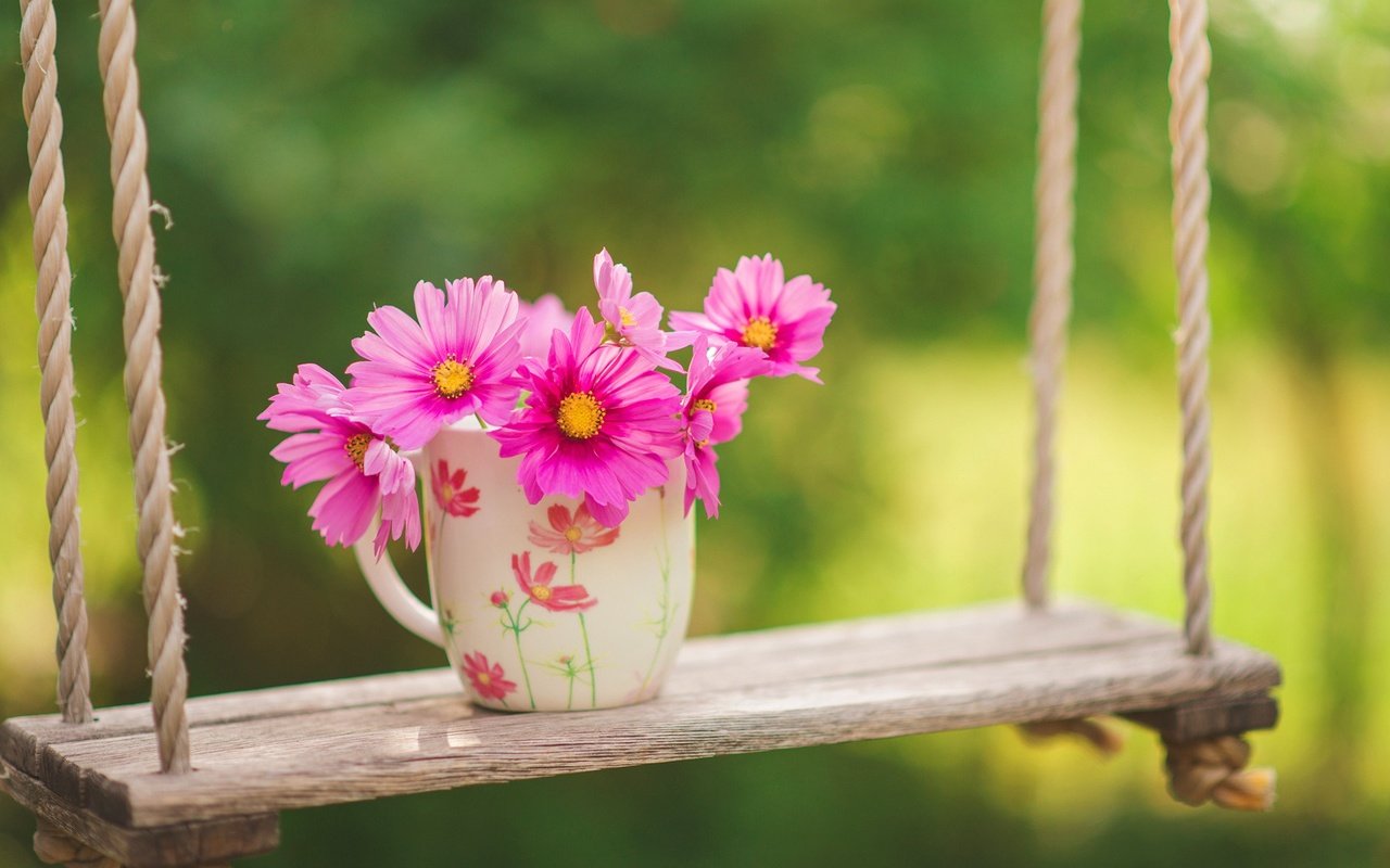 Обои цветы, природа, фон, розовые, чашка, качели, космея, flowers, nature, background, pink, cup, swing, kosmeya разрешение 2000x1335 Загрузить