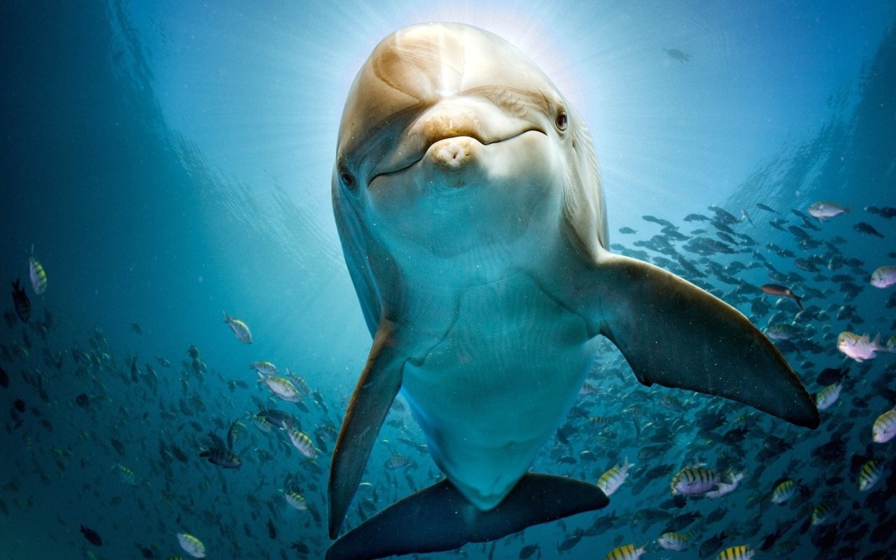 Обои море, рыбы, дельфин, подводный мир, sea, fish, dolphin, underwater world разрешение 2048x1365 Загрузить
