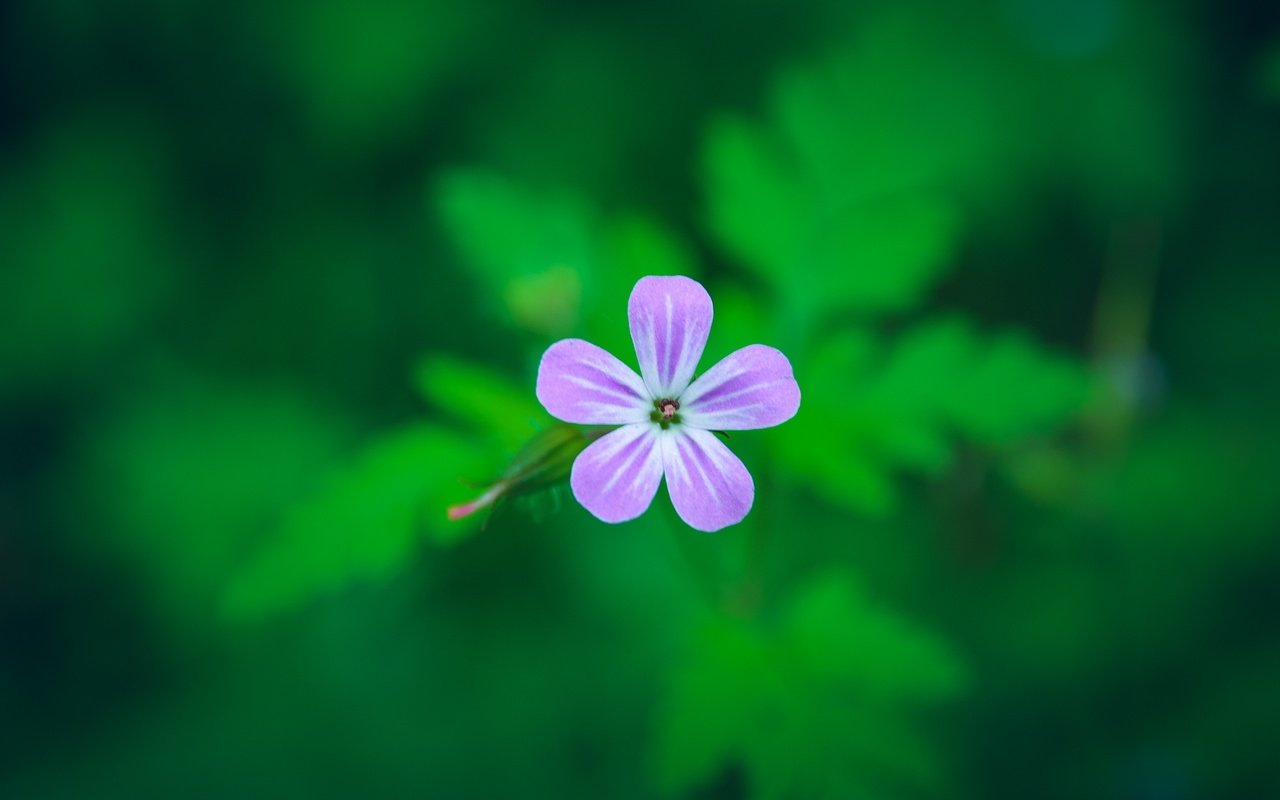 Обои фон, цветок, лепестки, размытость, герань, герань роберта, background, flower, petals, blur, geranium, geranium robert разрешение 2747x1836 Загрузить