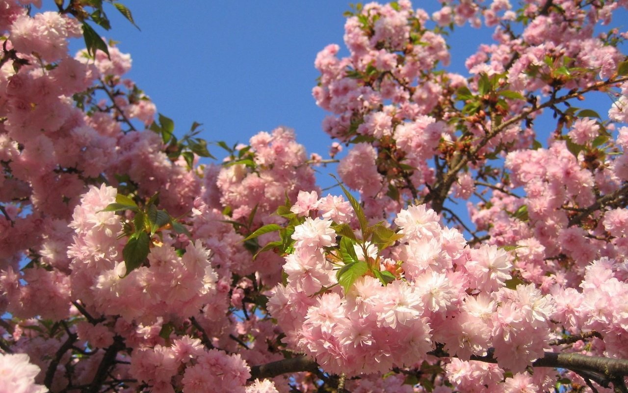 Обои небо, ветка, цветение, листья, весна, сакура, the sky, branch, flowering, leaves, spring, sakura разрешение 1920x1180 Загрузить