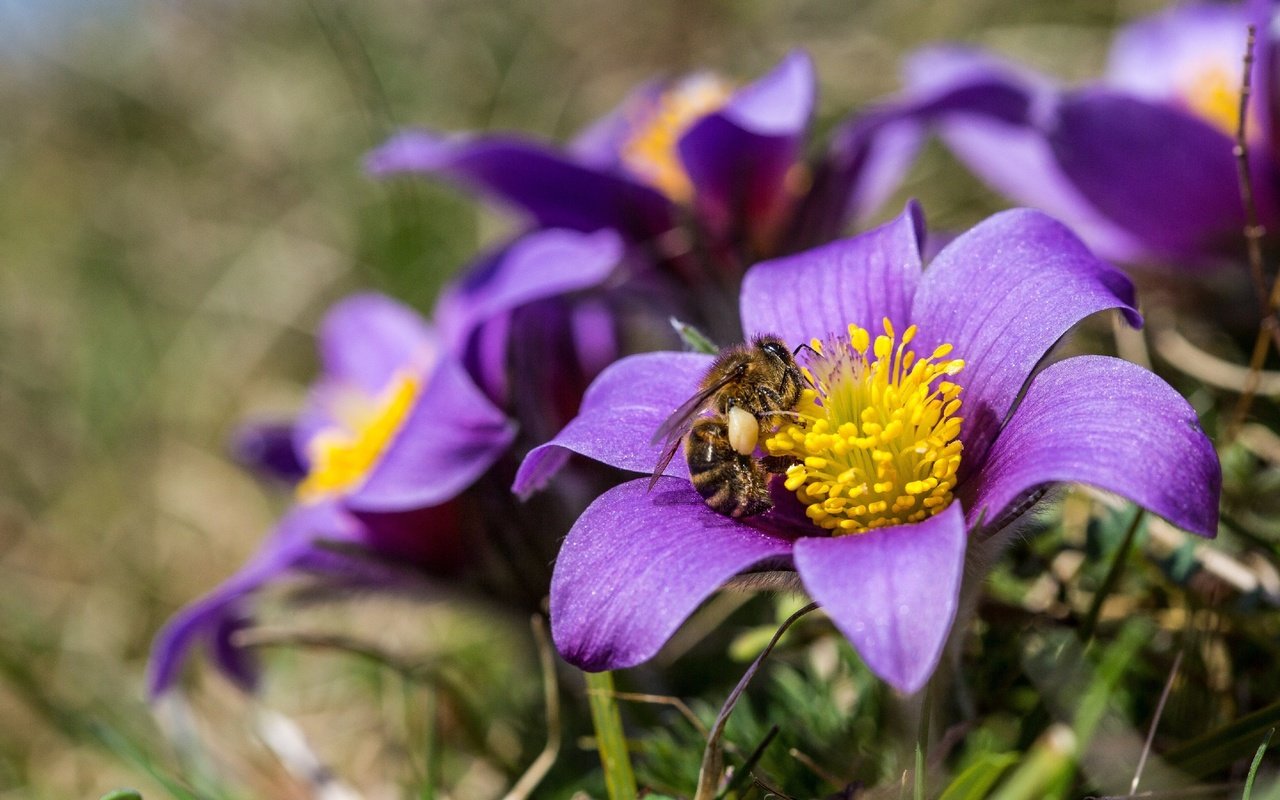 Обои цветы, природа, насекомое, весна, пчела, анемоны, сон-трава, прострел, flowers, nature, insect, spring, bee, anemones, sleep-grass, cross разрешение 2880x1920 Загрузить