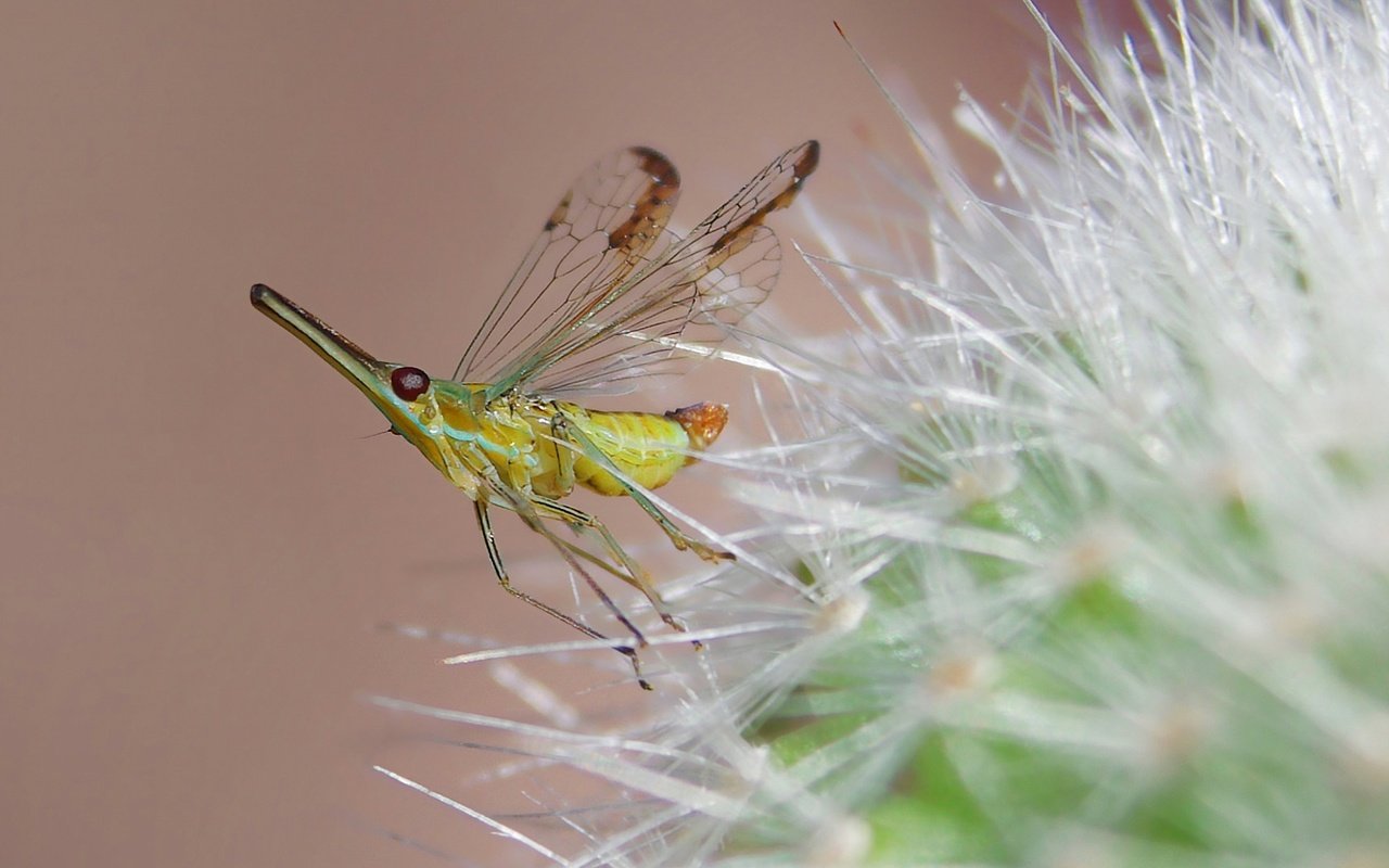 Обои природа, насекомое, цветок, комар, былинка, nature, insect, flower, the mosquito, blade of grass разрешение 1920x1080 Загрузить