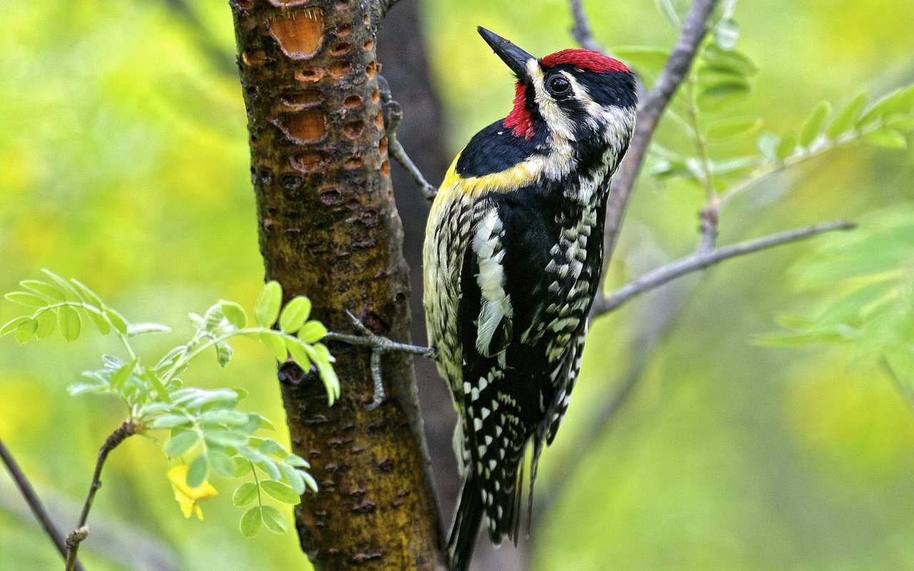 Обои дерево, листья, птица, клюв, перья, дятел, tree, leaves, bird, beak, feathers, woodpecker разрешение 3840x2160 Загрузить