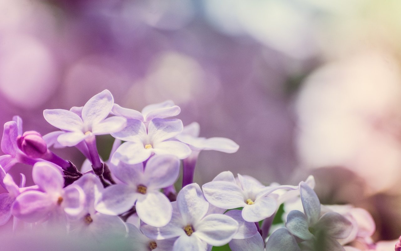 Обои цветы, цветение, макро, весна, сирень, боке, flowers, flowering, macro, spring, lilac, bokeh разрешение 2048x1365 Загрузить