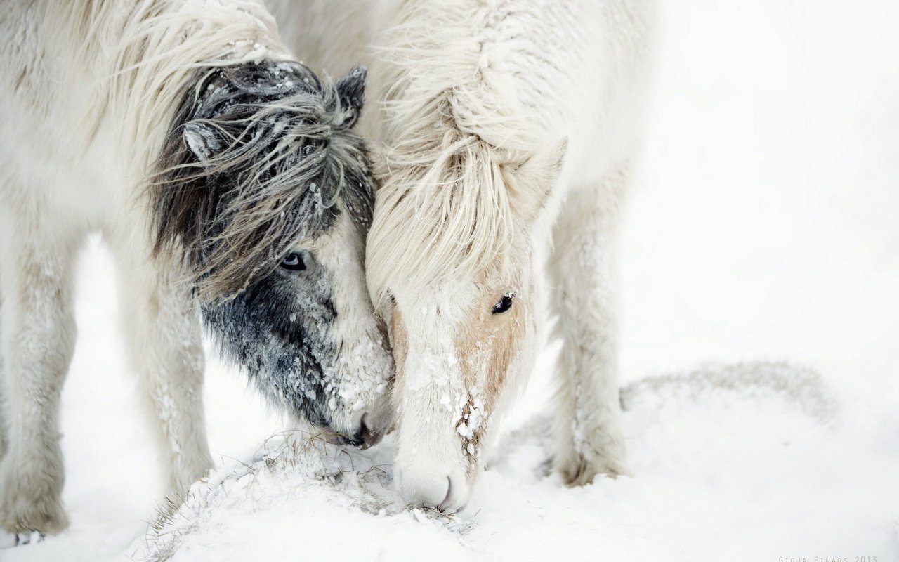 Обои лошадь, снег, природа, зима, пони, грива, horse, snow, nature, winter, pony, mane разрешение 1920x1200 Загрузить