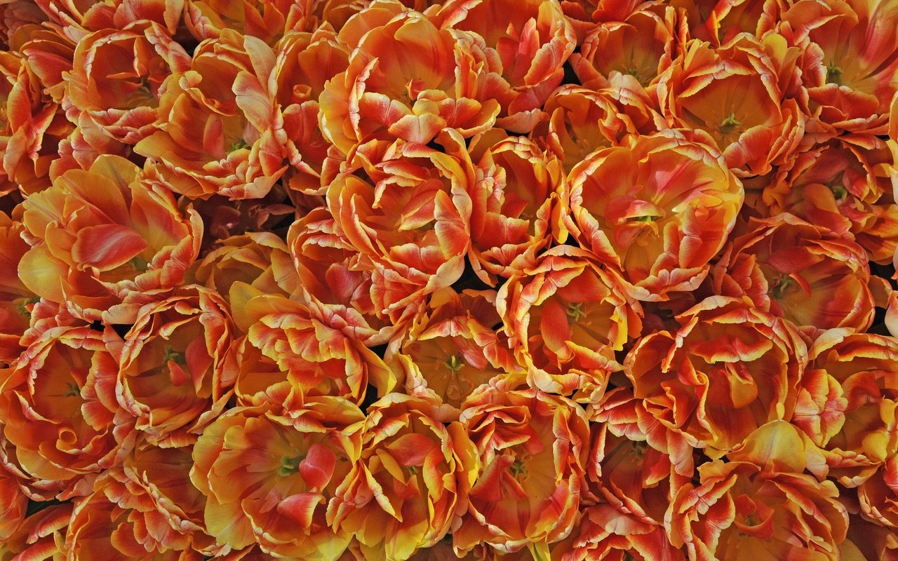 Обои цветы, текстура, лепестки, тюльпаны, много, оранжевые, flowers, texture, petals, tulips, a lot, orange разрешение 2048x1363 Загрузить