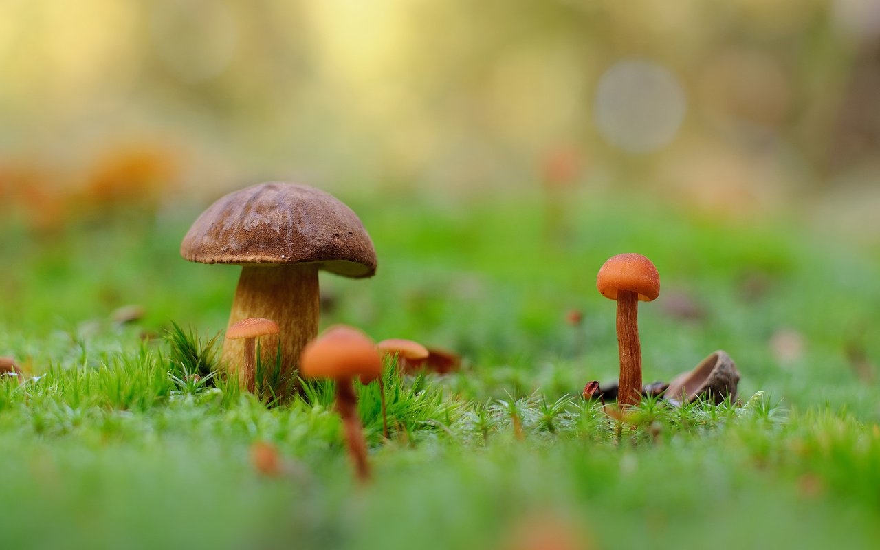 Обои природа, макро, фон, грибы, мох, nature, macro, background, mushrooms, moss разрешение 1920x1200 Загрузить