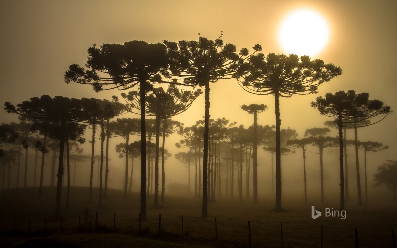 Обои деревья, природа, бразилия, bing, trees, nature, brazil разрешение 1920x1200 Загрузить