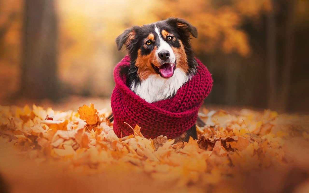 Обои листья, осень, собака, шарф, австралийская овчарка, аусси, leaves, autumn, dog, scarf, australian shepherd, aussie разрешение 1920x1200 Загрузить