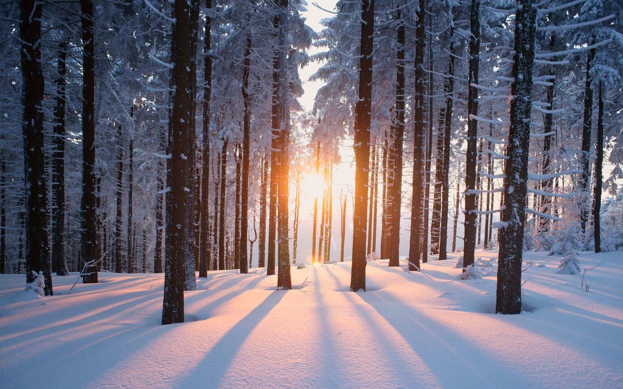 Обои деревья, солнце, снег, природа, лес, зима, trees, the sun, snow, nature, forest, winter разрешение 1920x1200 Загрузить