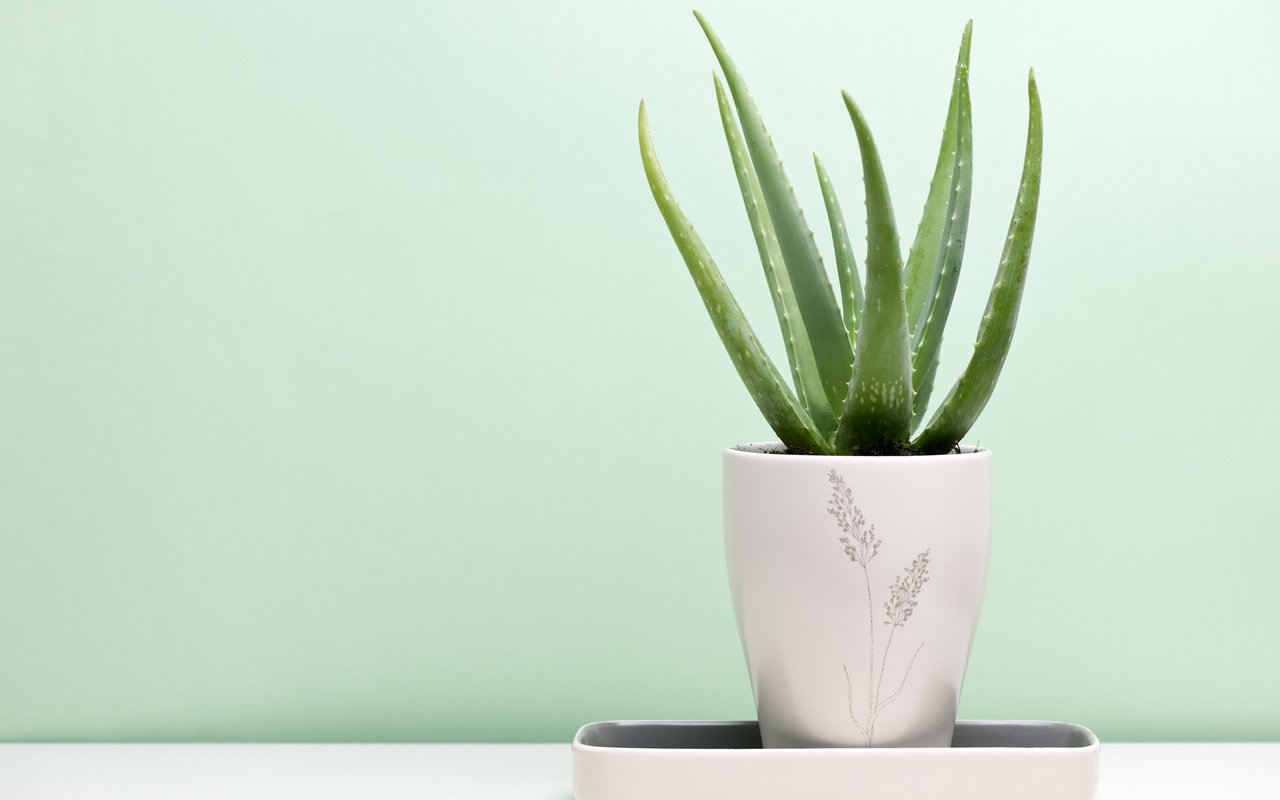 Обои растение, горшок, алоэ, soyhan erim, алоэ вера, plant, pot, aloe, aloe vera разрешение 2560x1600 Загрузить