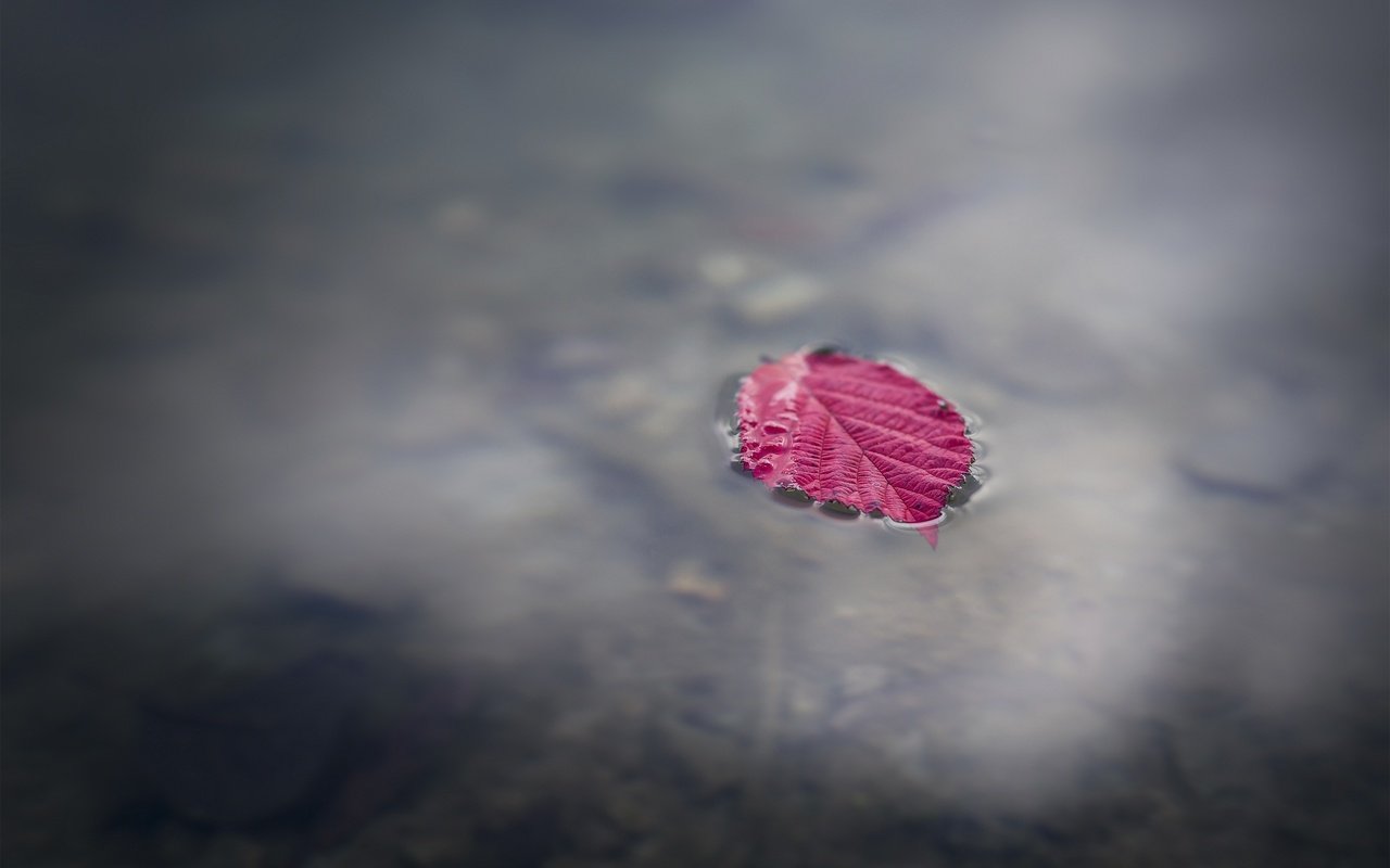 Обои вода, макро, осень, лист, лужа, water, macro, autumn, sheet, puddle разрешение 2880x1800 Загрузить