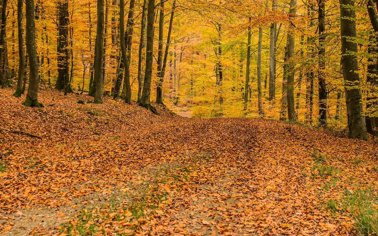 Обои деревья, природа, лес, листья, осень, листопад, trees, nature, forest, leaves, autumn, falling leaves разрешение 3840x2400 Загрузить