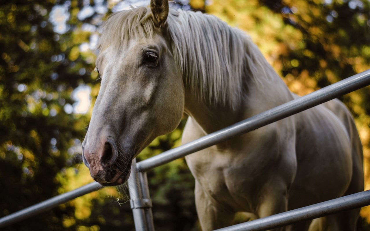 Обои морда, лошадь, деревья, фон, ограждение, конь, грива, face, horse, trees, background, the fence, mane разрешение 2048x1356 Загрузить