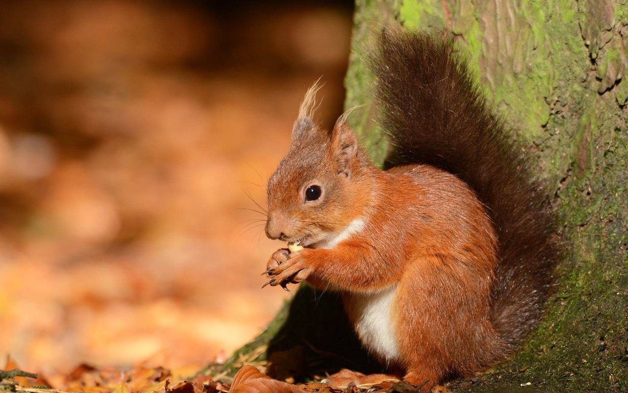 Обои природа, лес, орехи, белка, белочка, nature, forest, nuts, protein, squirrel разрешение 2048x1365 Загрузить