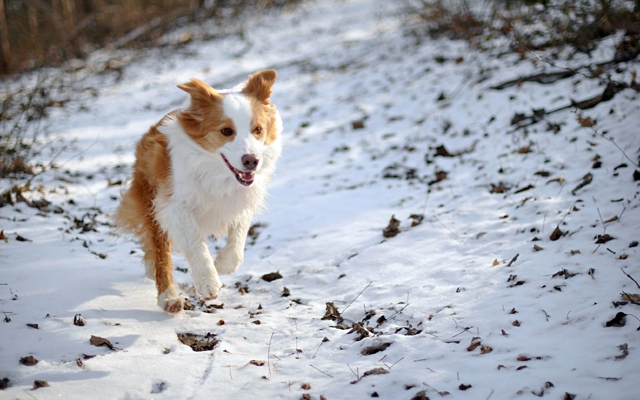 Обои снег, природа, зима, собака, бордер-колли, snow, nature, winter, dog, the border collie разрешение 1920x1200 Загрузить