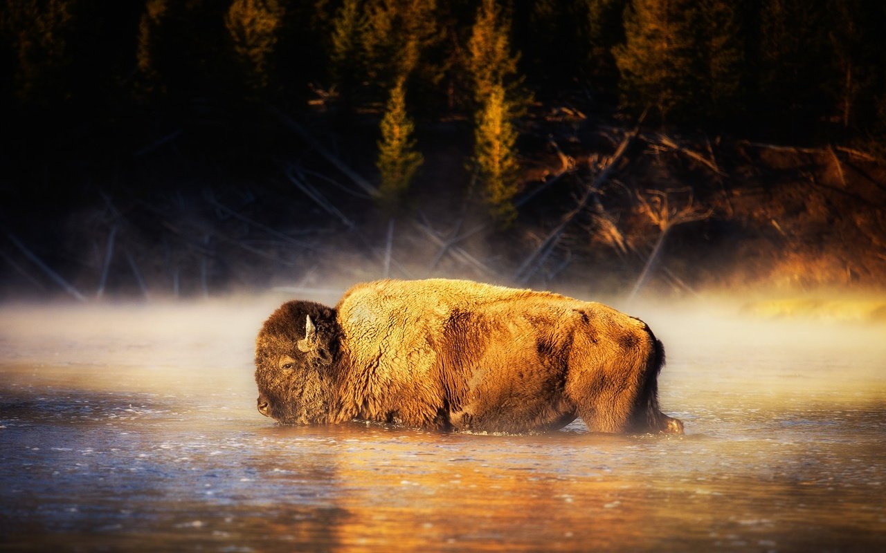 Обои вода, природа, бизон, американский бизон, water, nature, buffalo, american bison разрешение 2000x1334 Загрузить