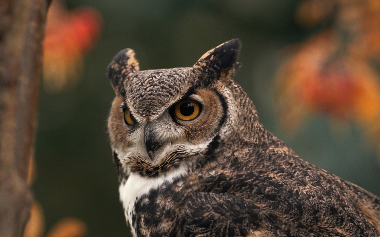 Обои сова, лес, птица, большая рогатая сова, owl, forest, bird, great horned owl разрешение 1920x1200 Загрузить