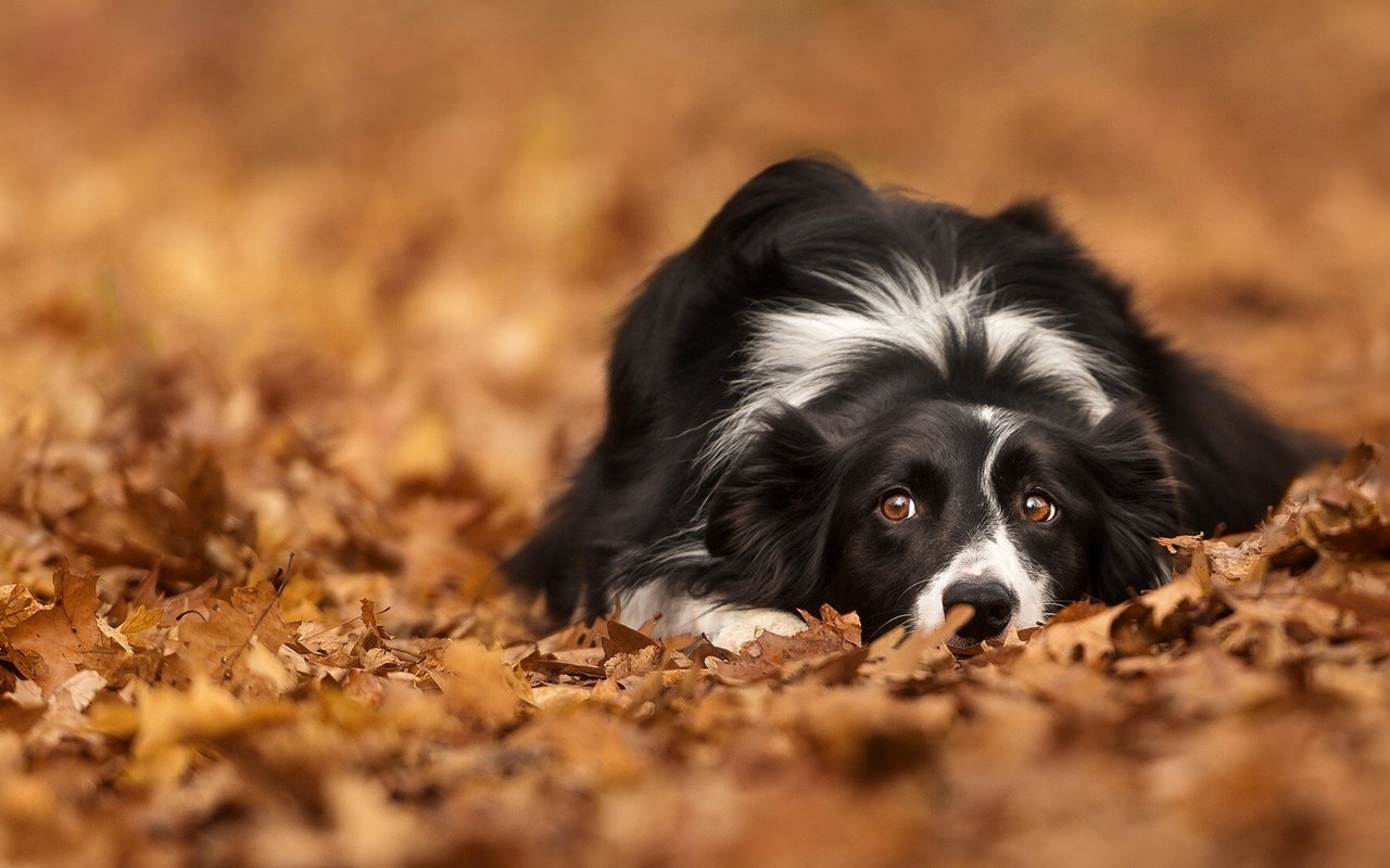 Обои глаза, листья, взгляд, осень, собака, лежит, бордер-колли, eyes, leaves, look, autumn, dog, lies, the border collie разрешение 1920x1080 Загрузить