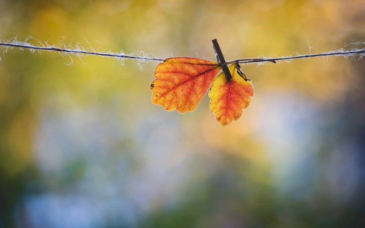 Обои листья, макро, осень, веревка, прищепка, осенние листья, leaves, macro, autumn, rope, clothespin, autumn leaves разрешение 1920x1200 Загрузить