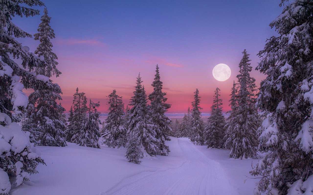 Обои восход, природа, лес, зима, утро, луна, холод, jørn allan pedersen, sunrise, nature, forest, winter, morning, the moon, cold разрешение 1920x1200 Загрузить