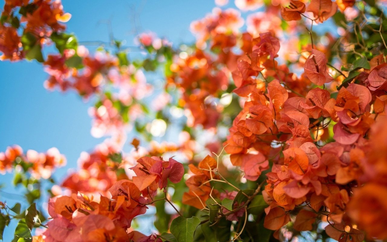 Обои цветы, ветки, лепестки, красные, бугенвиллея, flowers, branches, petals, red, bougainvillea разрешение 1920x1200 Загрузить