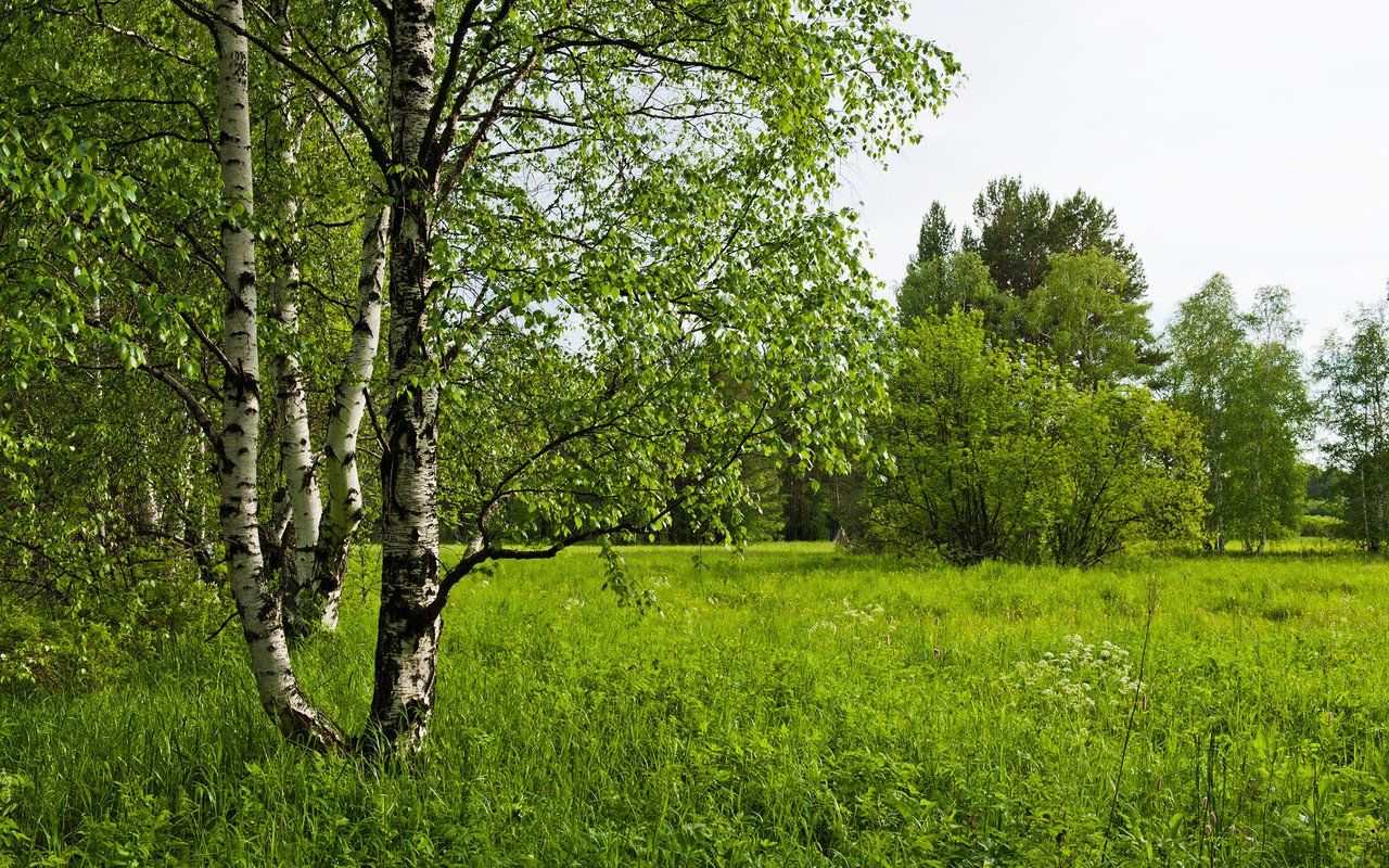 Обои трава, деревья, лес, березы, поляна, луг, березки, grass, trees, forest, birch, glade, meadow разрешение 2560x1600 Загрузить