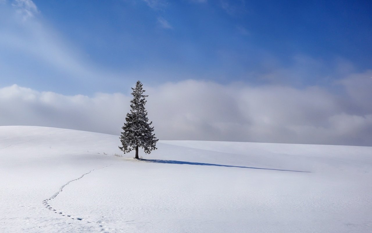 Обои небо, облака, снег, елка, зима, ель, следы, the sky, clouds, snow, tree, winter, spruce, traces разрешение 1920x1080 Загрузить