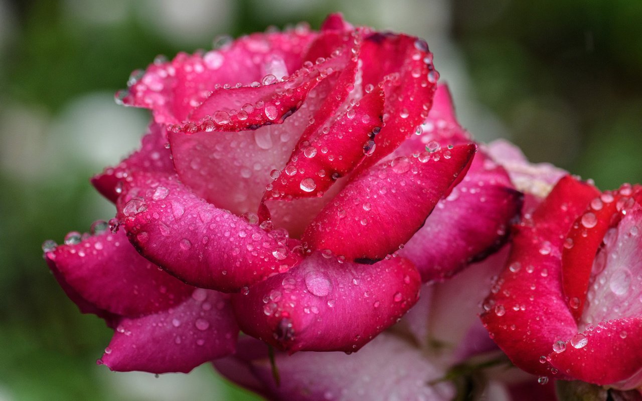 Обои цветы, бутоны, капли, розы, лепестки, капли воды, flowers, buds, drops, roses, petals, water drops разрешение 1920x1200 Загрузить