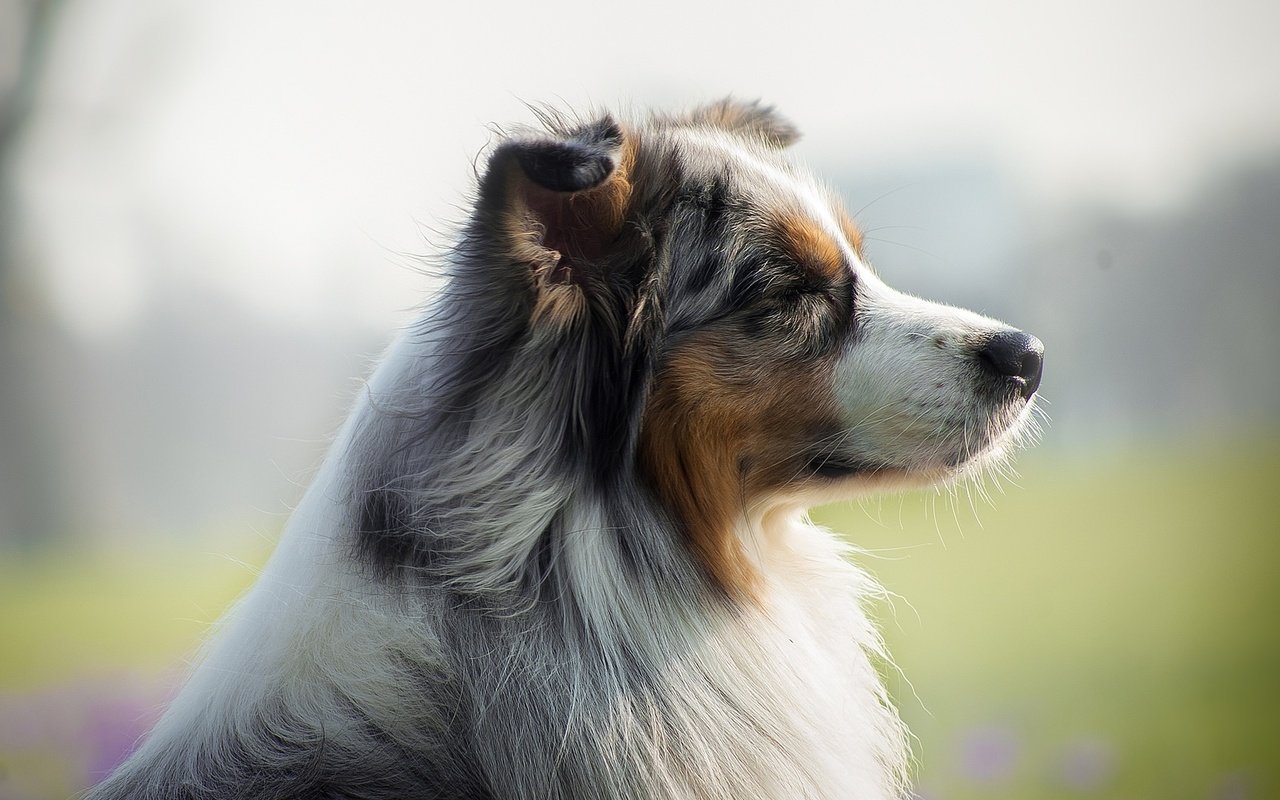 Обои мордочка, взгляд, собака, профиль, австралийская овчарка, muzzle, look, dog, profile, australian shepherd разрешение 1921x1081 Загрузить