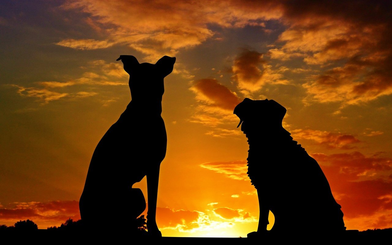 Обои закат, животные, силуэты, дружба, друзья, собаки, sunset, animals, silhouettes, friendship, friends, dogs разрешение 3318x2212 Загрузить