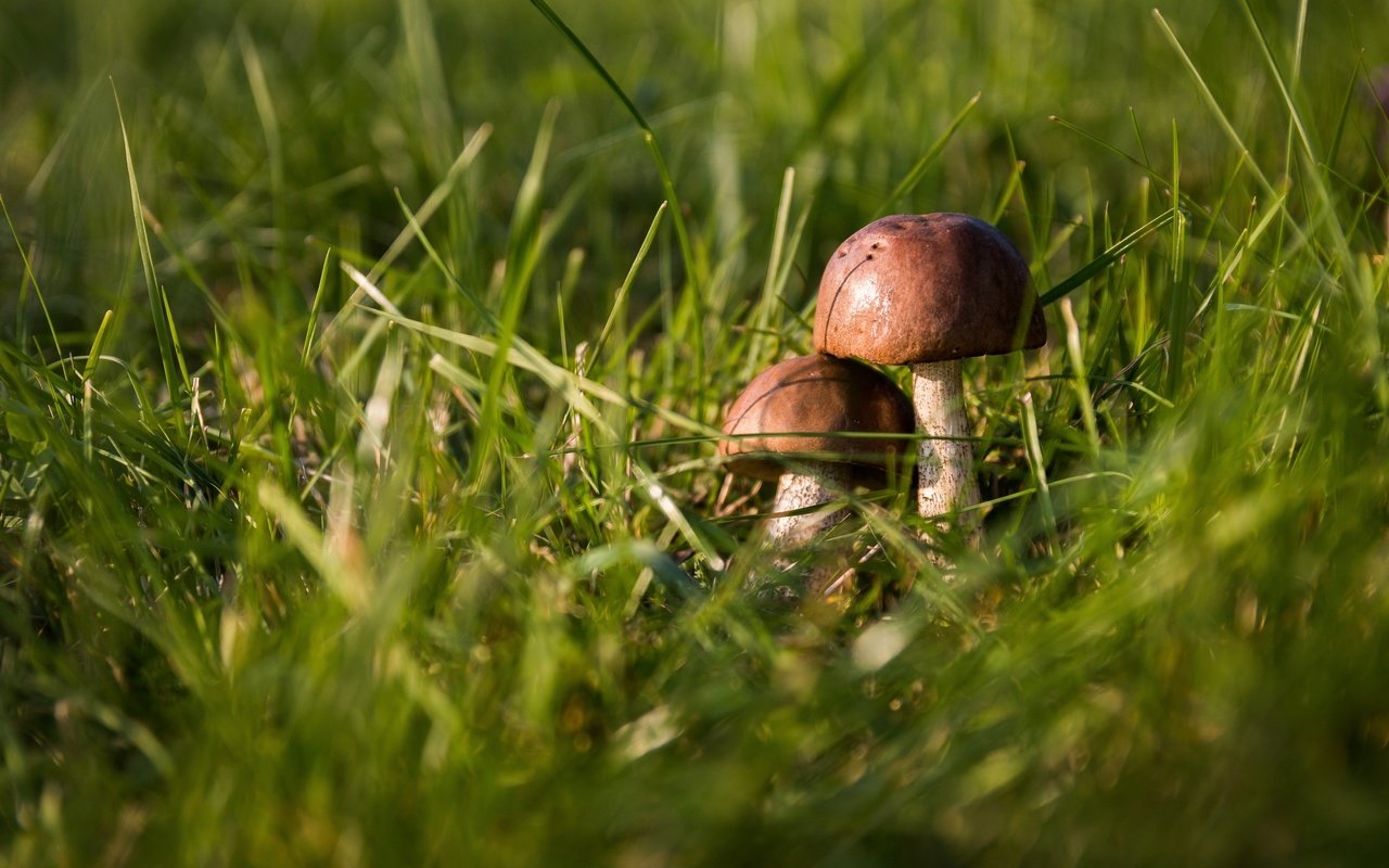 Обои трава, грибы, парочка, подосиновики, grass, mushrooms, a couple, aspen разрешение 3000x2000 Загрузить