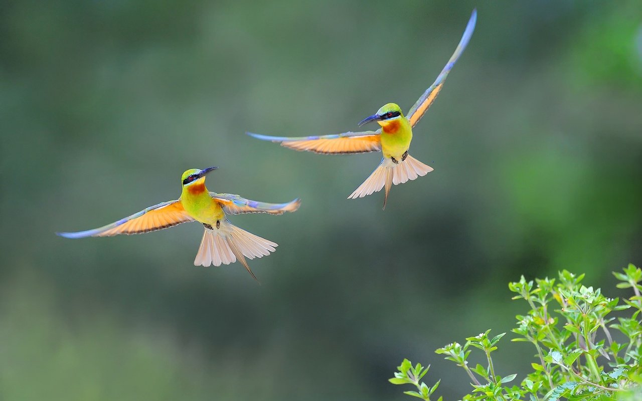 Обои полет, крылья, птицы, пчелоед, золотистая щурка, flight, wings, birds, peeled, european bee-eater разрешение 2048x1363 Загрузить