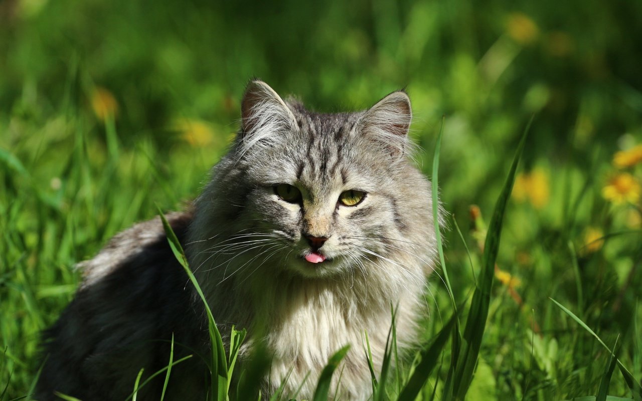 Обои глаза, трава, кот, кошка, взгляд, язык, eyes, grass, cat, look, language разрешение 1920x1280 Загрузить