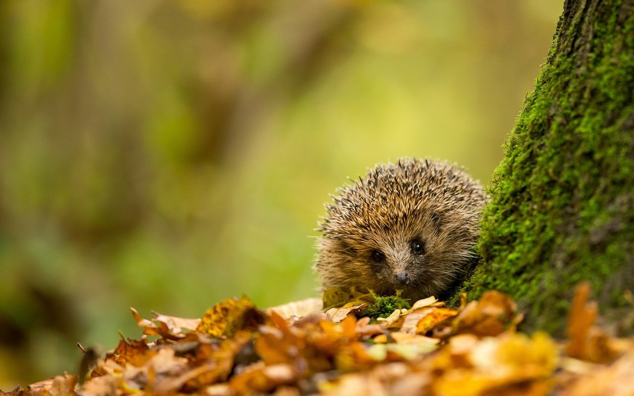 Обои природа, листья, осень, размытость, мох, ежик, еж, nature, leaves, autumn, blur, moss, hedgehog разрешение 2048x1365 Загрузить