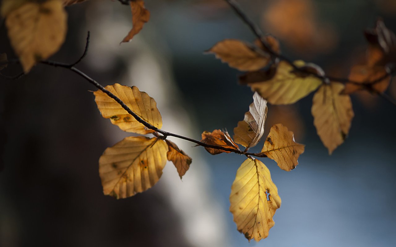 Обои ветка, природа, листья, осень, осенние листья, branch, nature, leaves, autumn, autumn leaves разрешение 1920x1200 Загрузить