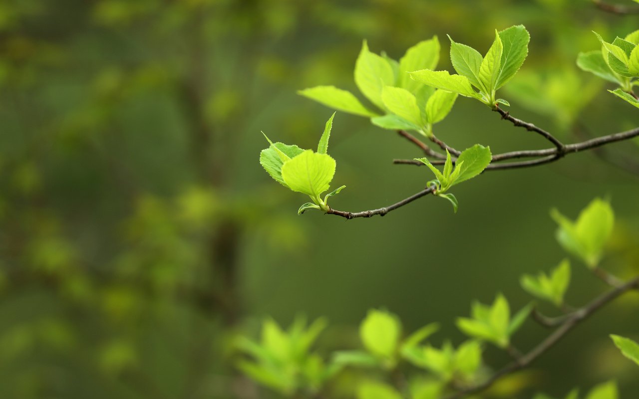 Обои природа, листья, макро, фон, ветки, весна, nature, leaves, macro, background, branches, spring разрешение 3840x2400 Загрузить