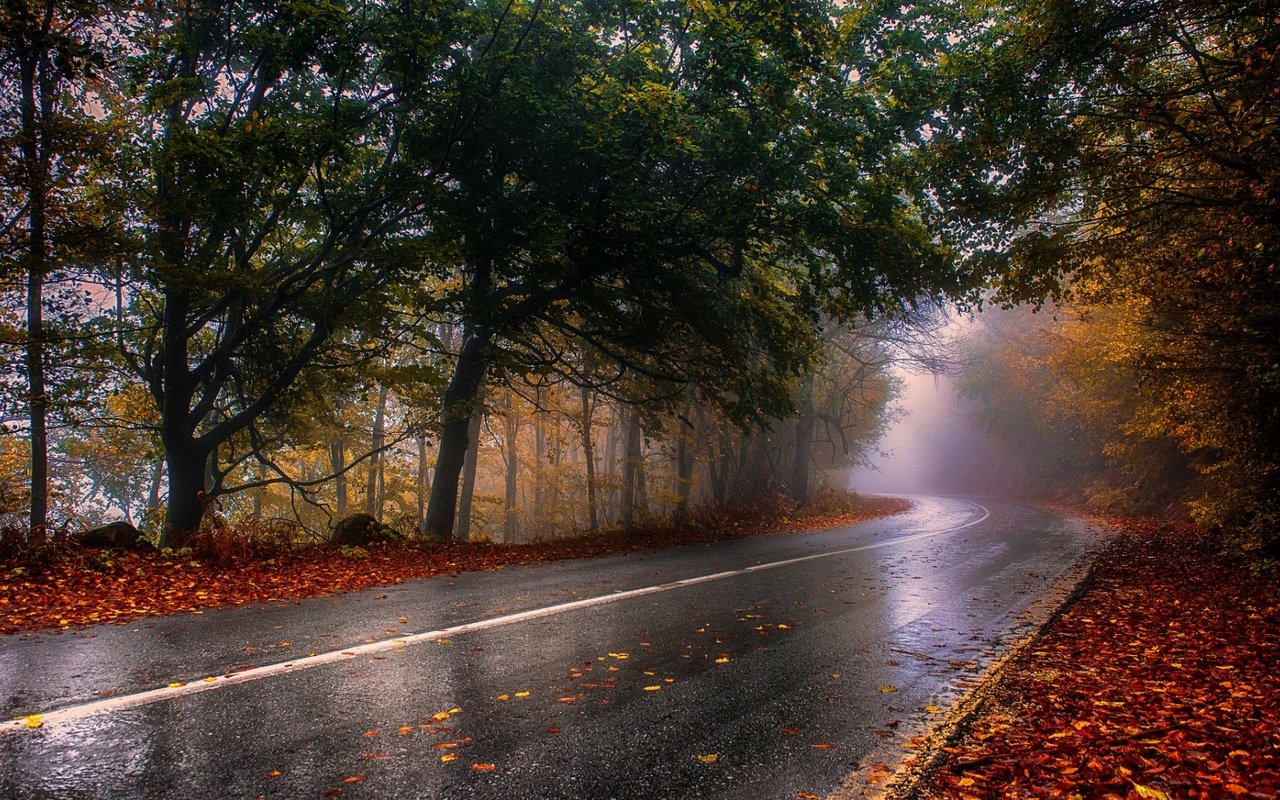 Обои дорога, деревья, природа, лес, пейзаж, туман, осень, дождь, road, trees, nature, forest, landscape, fog, autumn, rain разрешение 1920x1080 Загрузить