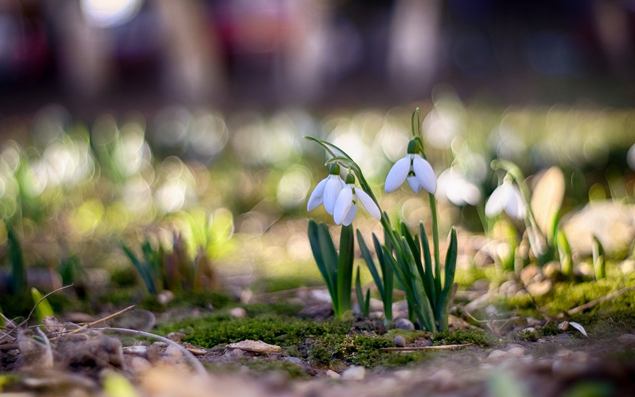 Обои цветы, весна, подснежники, боке, flowers, spring, snowdrops, bokeh разрешение 3840x2400 Загрузить