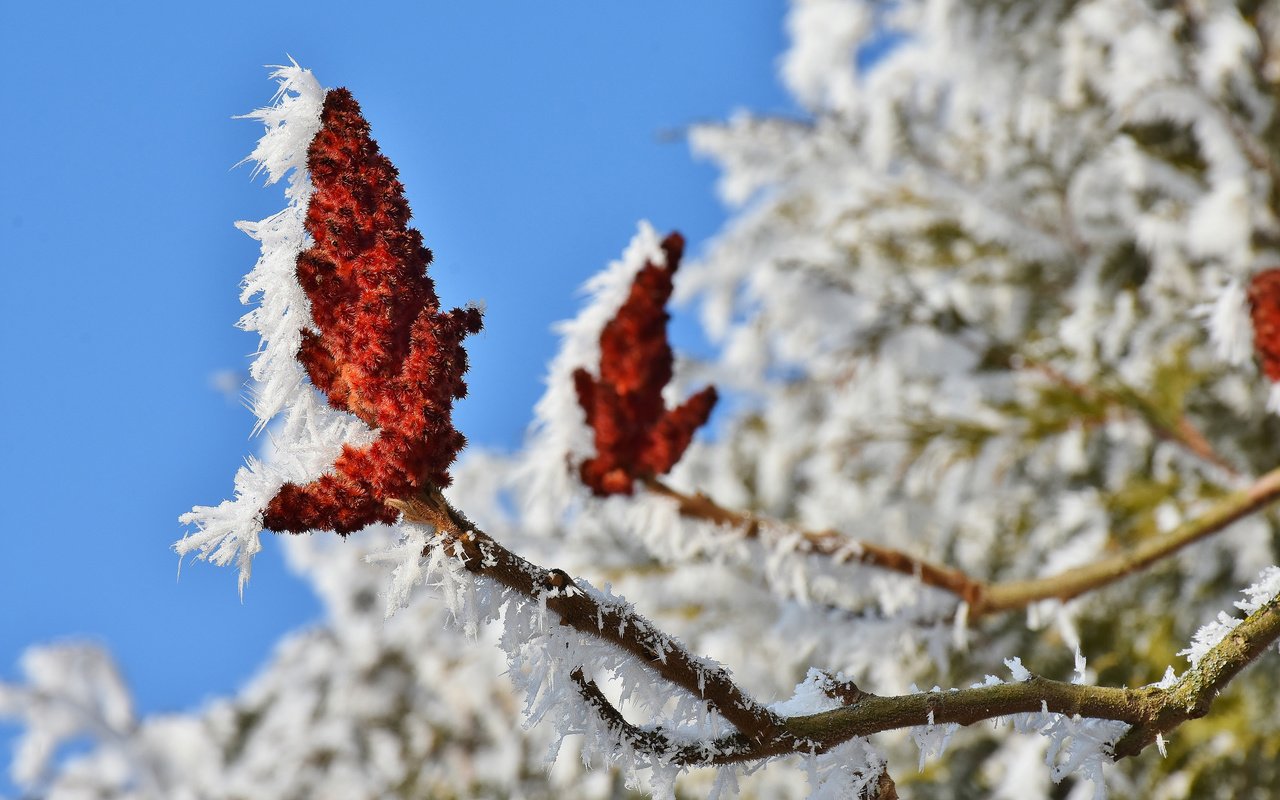 Обои природа, цветение, ветки, иней, кристаллы, nature, flowering, branches, frost, crystals разрешение 3840x2400 Загрузить