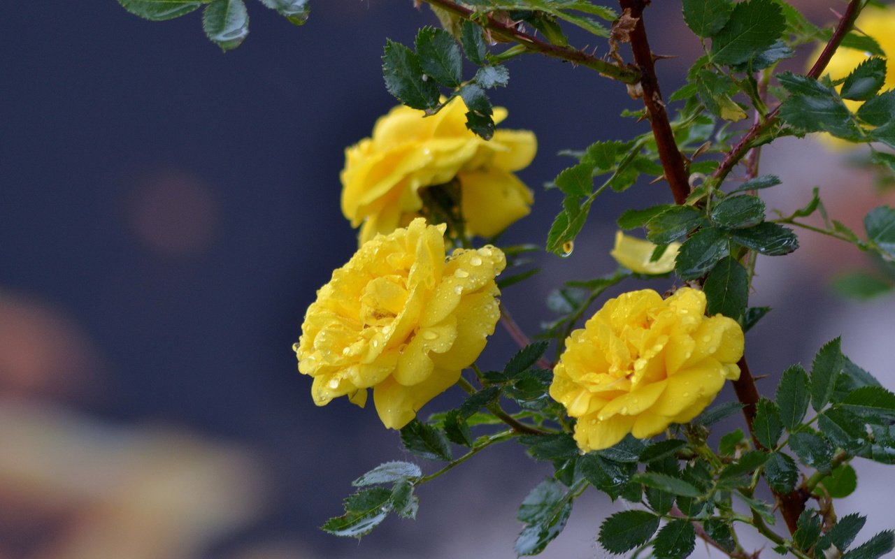 Обои цветы, ветка, капли, розы, жёлтые розы, flowers, branch, drops, roses, yellow roses разрешение 3840x2400 Загрузить