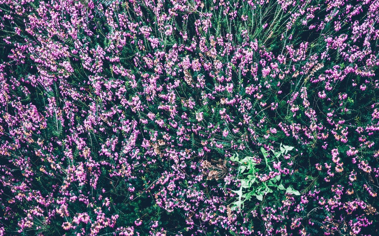 Обои цветы, вид сверху, много, вереск, flowers, the view from the top, a lot, heather разрешение 5963x3975 Загрузить