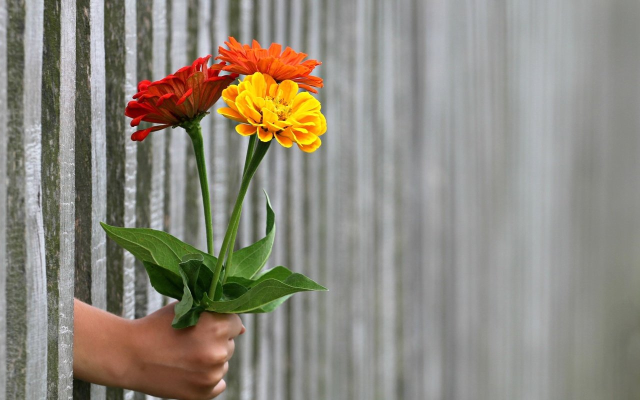 Обои цветы, рука, забор, букет, цинния, цин, flowers, hand, the fence, bouquet, zinnia разрешение 3219x2374 Загрузить