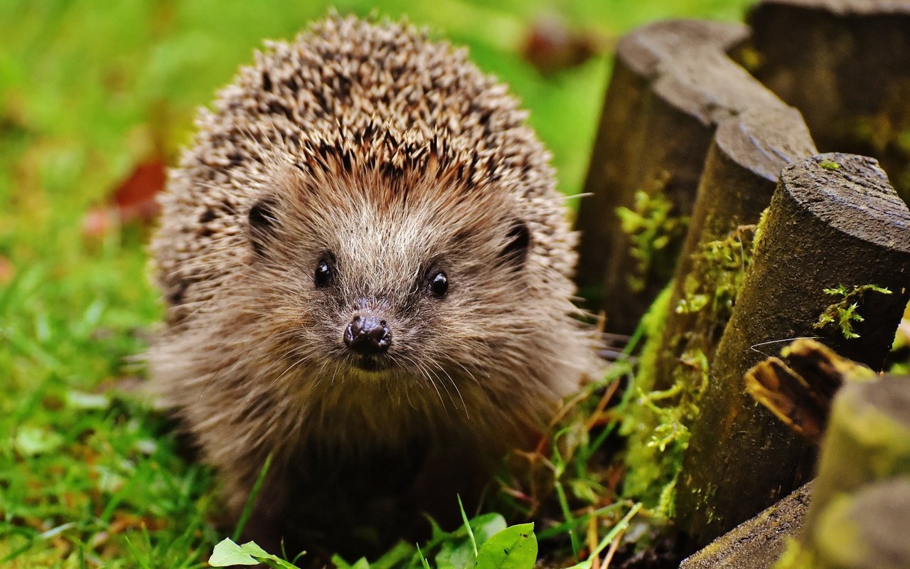 Обои трава, мордочка, взгляд, ежик, иголки, еж, носик, grass, muzzle, look, hedgehog, needles, spout разрешение 1920x1200 Загрузить