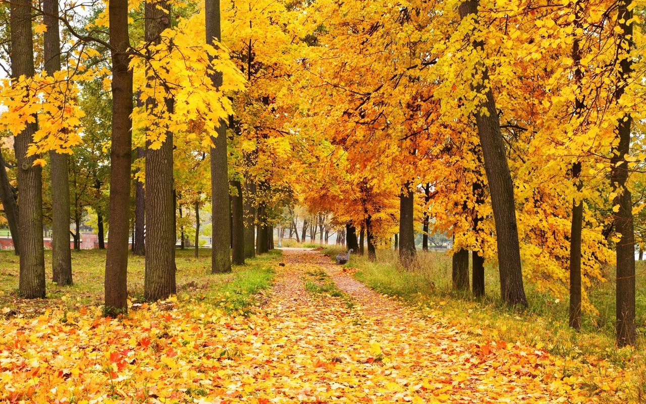 Обои деревья, природа, лес, листья, парк, осень, аллея, trees, nature, forest, leaves, park, autumn, alley разрешение 2880x1800 Загрузить